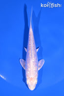 4.75" GINRIN PLATINUM OGON