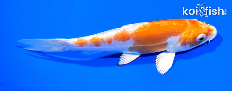6.5" KIKUSUI