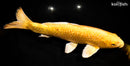 13" GINRIN YAMABUKI OGON