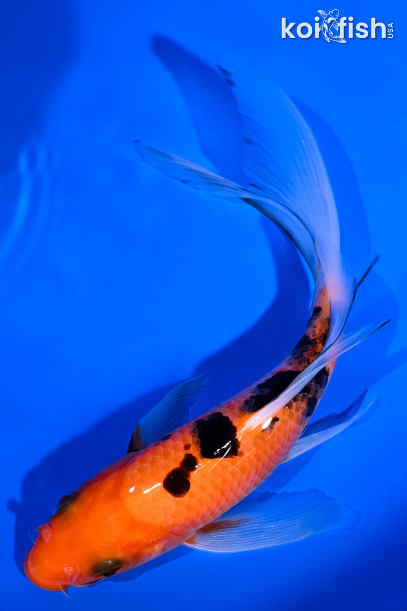 6" AKA SANKE BUTTERFLY