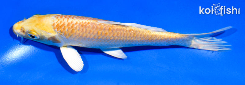 5.5" YAMABUKI OGON