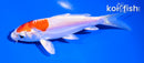5" KIKUSUI