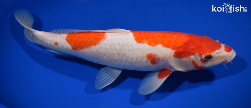 14" KOHAKU