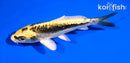 5" KIN KIKOKURYU
