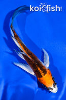 4.5" KUJAKU BUTTERFLY