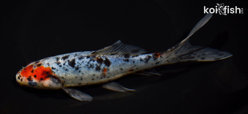 7.25" SHUBUNKIN GOLDFISH