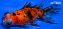 4.5" CALICO TELESCOPE FANTAIL GOLDFISH