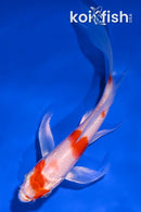 4.75" HARIWAKE BUTTERFLY