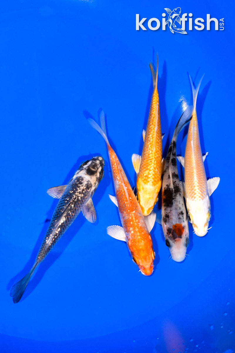 PACK OF (5) 4.25-4.5" STANDARD KOI