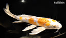 11.5" KIKUSUI BUTTERFLY