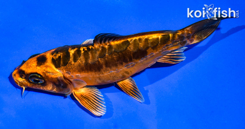 5" ARAAGOKE BENI KIKOKURYU