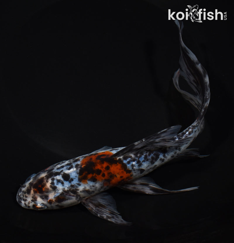8.25" SHUBUNKIN GOLDFISH