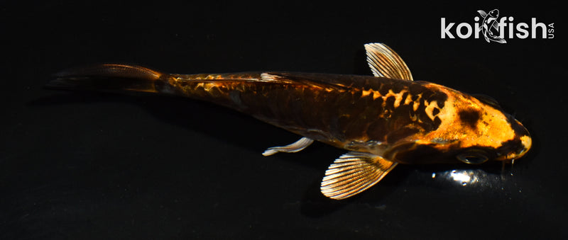 5" ARAGOKE BENI KIKOKURYU