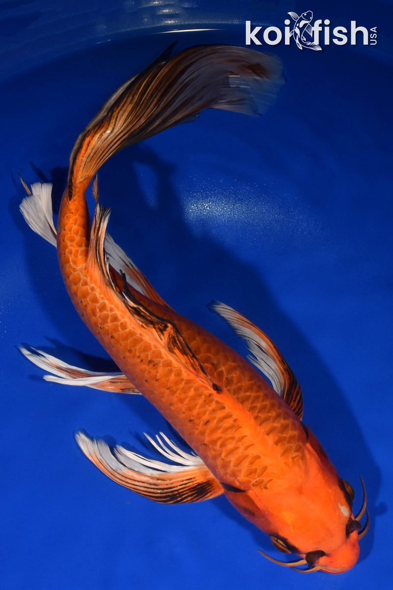 15.5" ORENJI MATSUBA BUTTERFLY