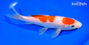 7.75" KOHAKU