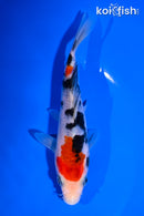 5.25" SANKE