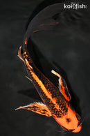9.5" ORENJI MATSUBA BUTTERFLY
