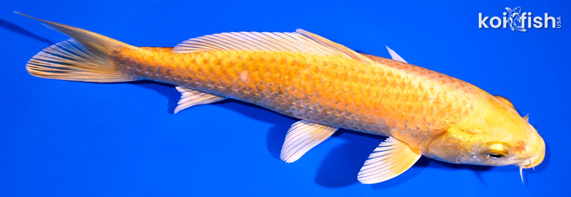 7.25" YAMABUKI OGON
