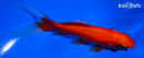 5" COMET GOLDFISH