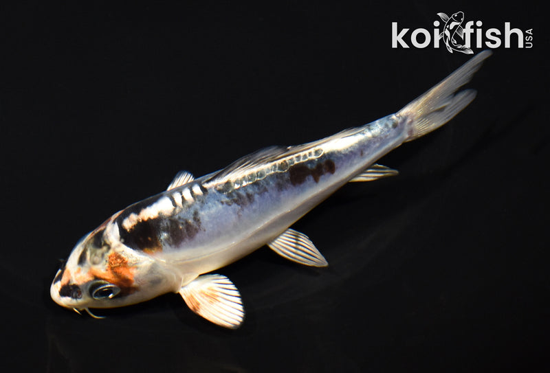 5" BENI KIKOKURYU