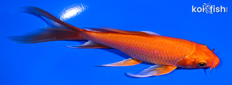 5.25" ORENJI OGON BUTTERFLY