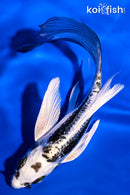 5.5" KIKOKURYU BUTTERFLY