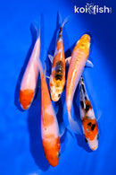 PACK OF (5) 4-5" STANDARD KOI