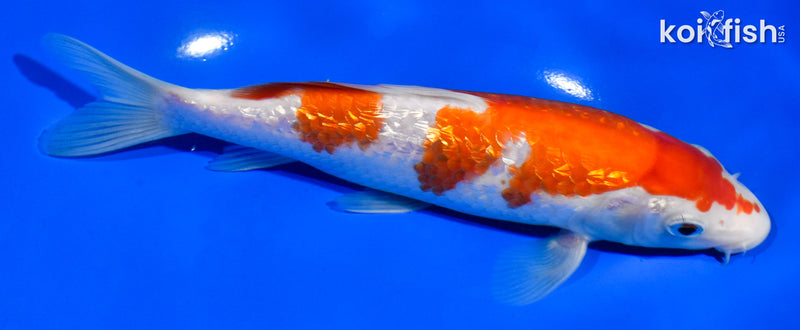 7" GINRIN KOHAKU