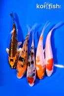PACK OF (5) 4-5" STANDARD KOI