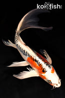 10" DOITSU KUJAKU BUTTERFLY
