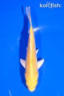 5" YAMABUKI OGON