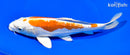 8.75" KIKUSUI