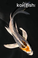 5" BENI KIKOKURYU BUTTERFLY