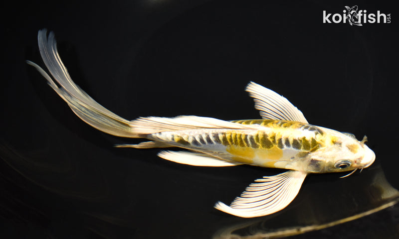 8.75" ARAGOKE KUJAKU BUTTERFLY