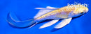 4.5" DOITSU LEMON HARIWAKE BUTTERFLY