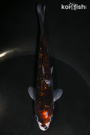5.5" GINRIN BENI MATSUKAWABAKE