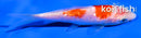 4" GINRIN KOHAKU