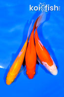 PACK OF (3) 5-5.5" COMET GOLDFISH