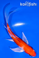 5" HARIWAKE BUTTERFLY