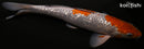 13.75" GINRIN OCHIBA SHIGURE