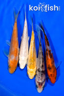 PACK OF (5) 4" STANDARD KOI