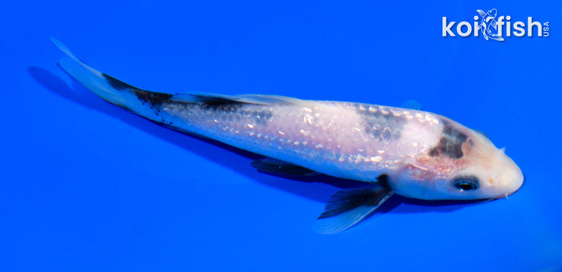 6.5" GINRIN MATSUKAWABAKE