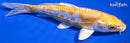 6" DOITSU LEMON HARIWAKE