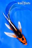 6" BENI KIKOKURYU BUTTERFLY