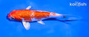 5.5" GINRIN HARIWAKE