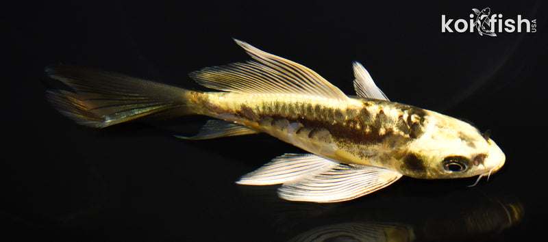 5.5" KIN KIKOKURYU BUTTERFLY