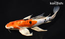 9" HEISEI NISHIKI BUTTERFLY