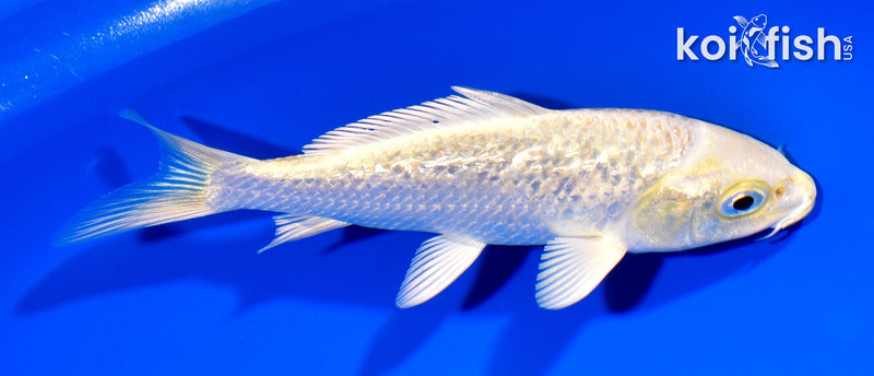 5.25" GINRIN YAMABUKI OGON