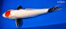 19.75" TANCHO SHOWA