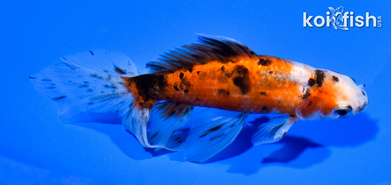 5.5" CALICO WAKIN GOLDFISH